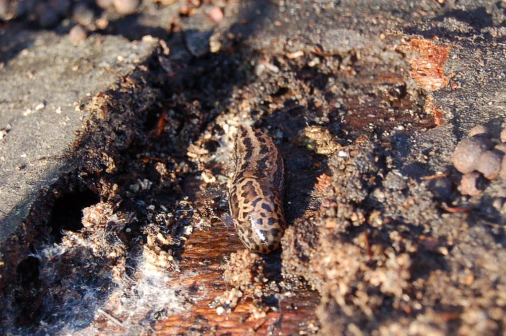 Limax cf. maximus della Toscana (LU)